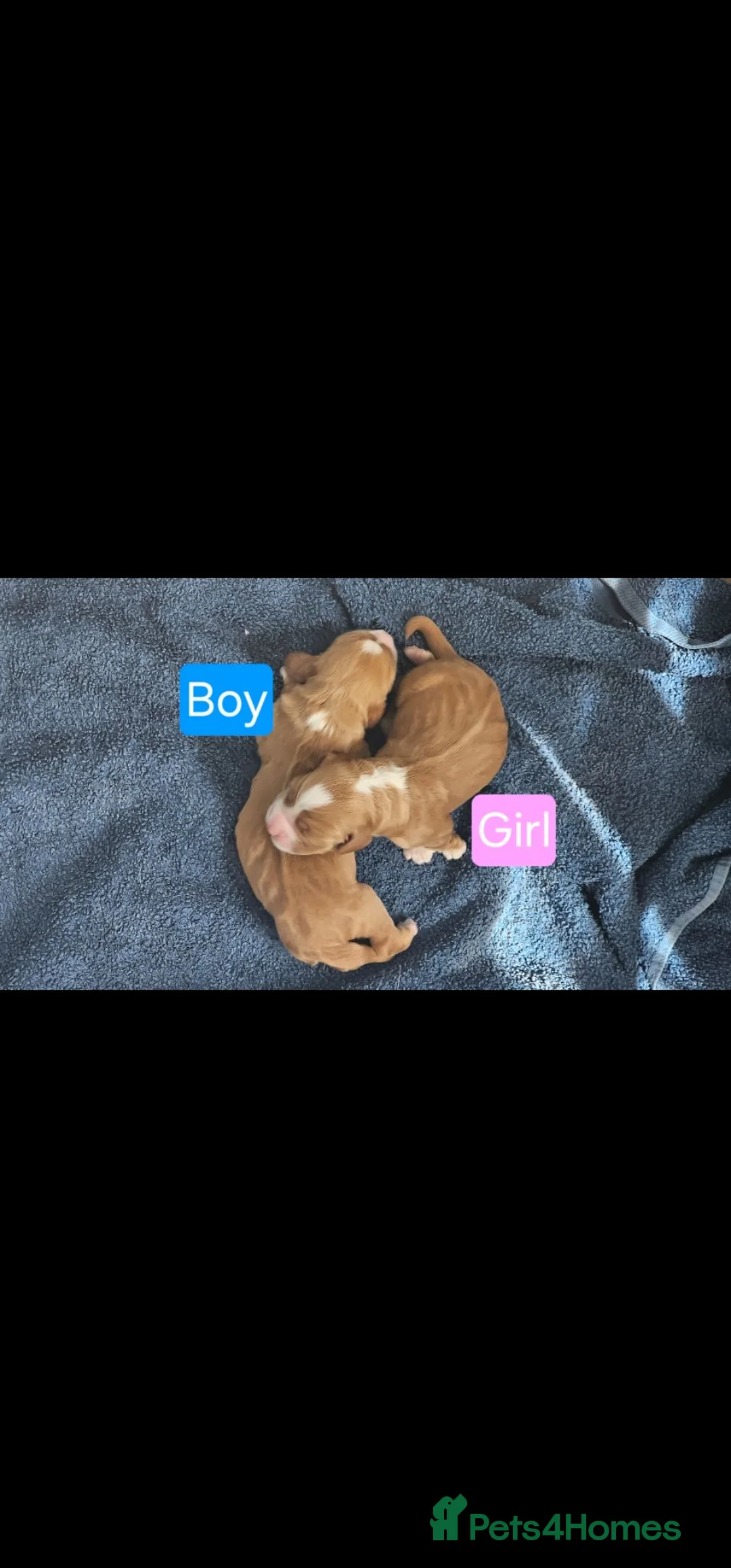 Cocker Spaniel dogs for sale: Golden Working Cocker Spaniel Puppies - Advert 2