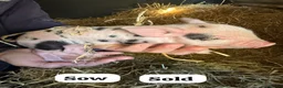 Pig livestock for sale: 🩷Do you have room in your heart for a mini pig🩷 - Advert 5