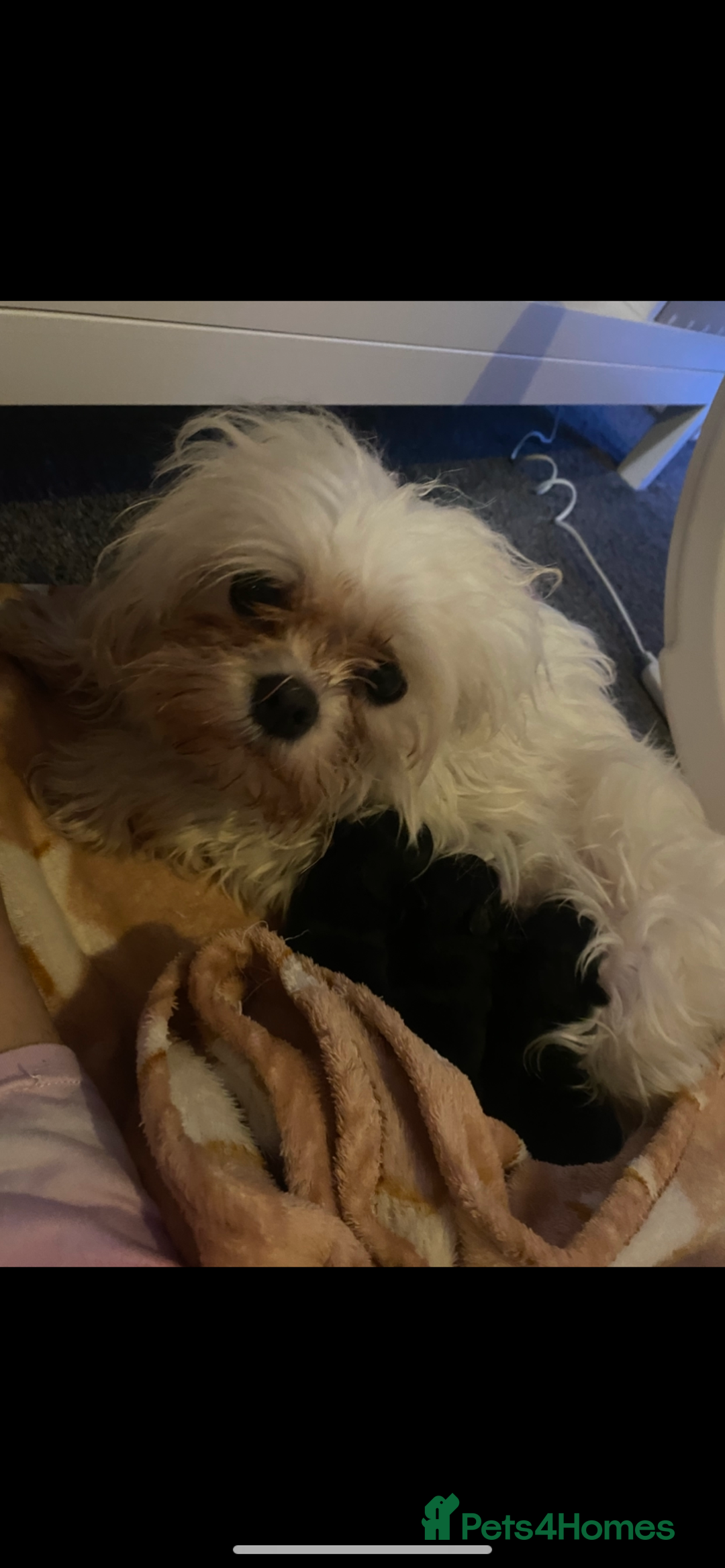 Maltipoo dogs for sale: Rare micro toy teddyface Korean/Asian maltipoos😍 - Advert 17