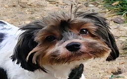 Yorkshire Terrier dogs for sale: Adult Yorkshire Terrier Biewer Girl - Image 3