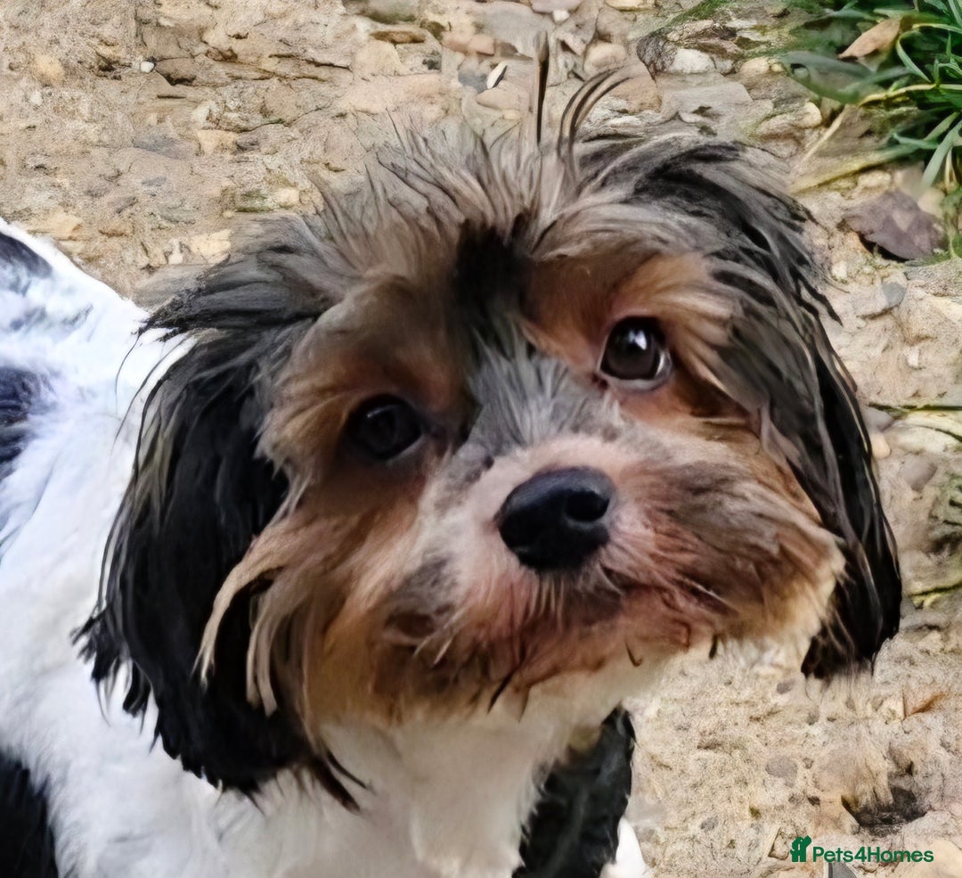 Yorkshire Terrier dogs for sale: Adult Yorkshire Terrier Biewer Girl - Image 3