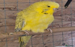 Budgerigars birds for sale: Rare mutation in u.k - Image 2