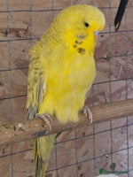 Budgerigars birds - Advert 7