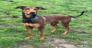 Mixed Breed dogs BEAUTIFUL BONNIE  - Advert 7