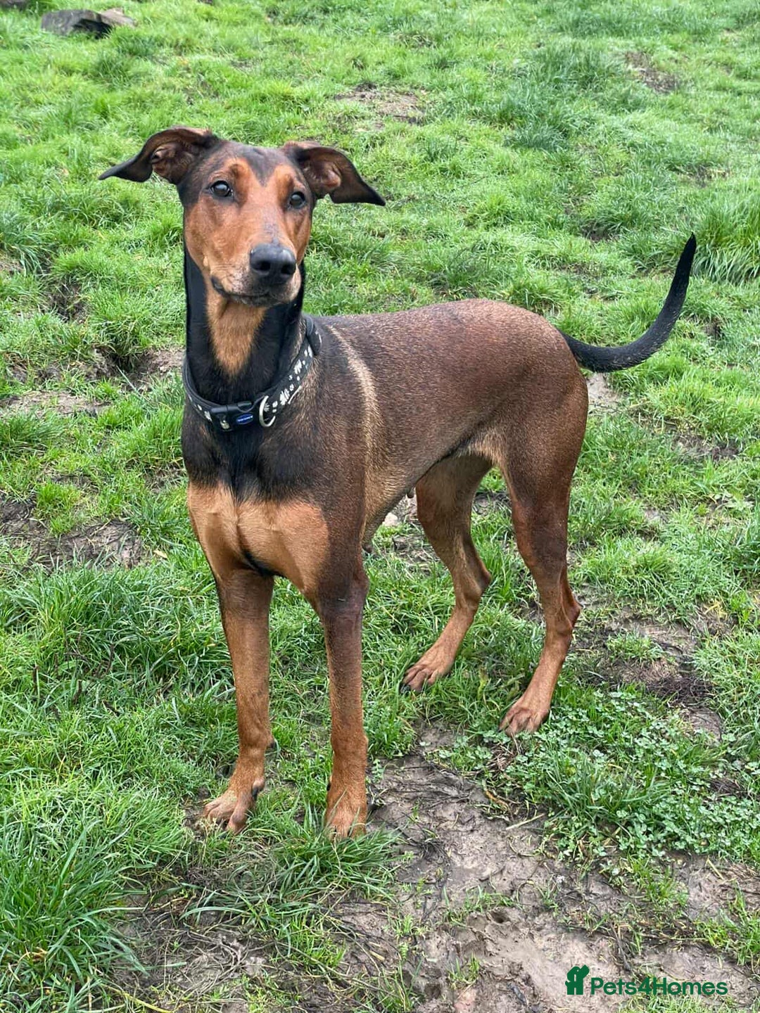 Mixed Breed dogs for adoption: BEAUTIFUL BONNIE  - Advert 3