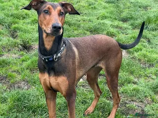 Mixed Breed dogs BONNIE 💕 Playful, Loving Girl Needs Forever Home - Advert 17