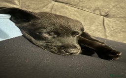 Mixed Breed dogs for sale: Male pup  - Advert 2