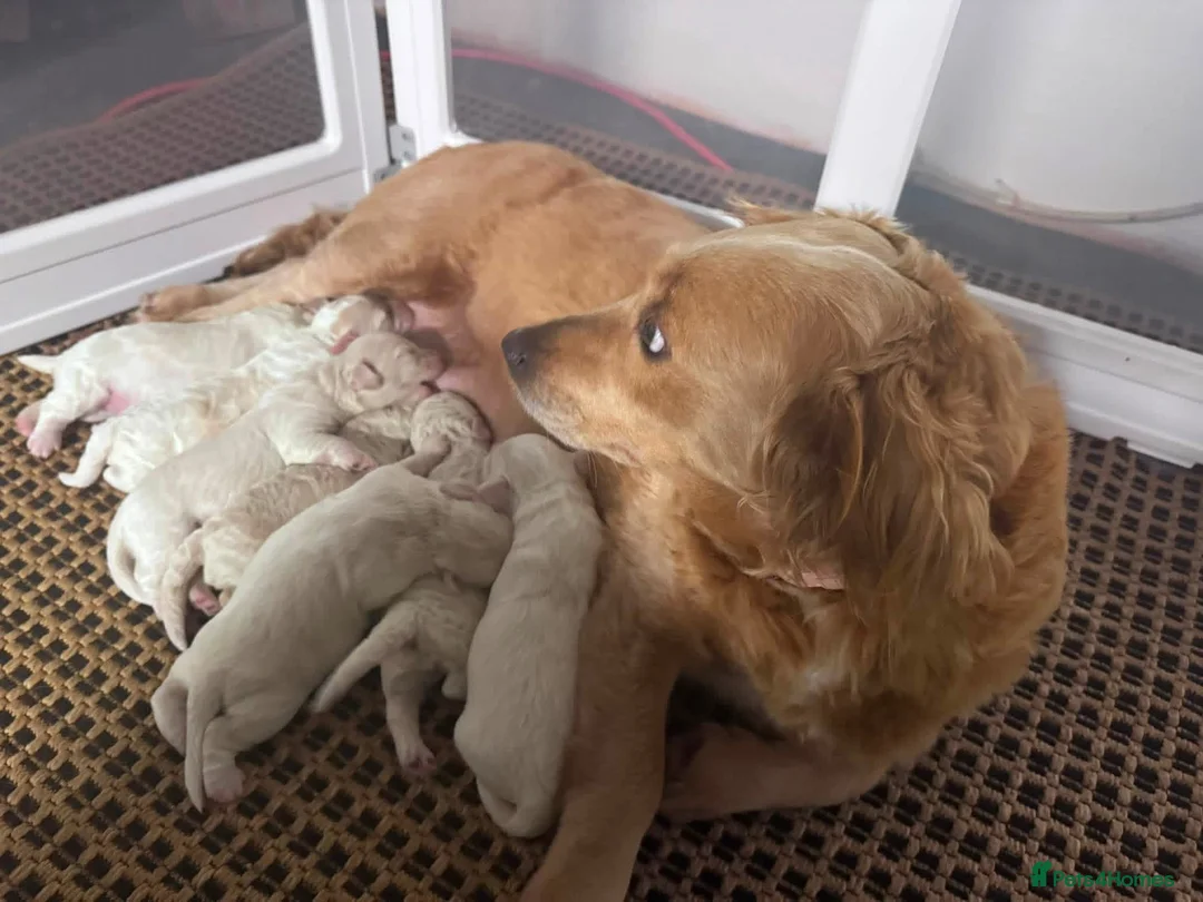 Mini Goldendoodle dogs for sale: Meet my adorable little girl! 🐾❤️ - Advert 2