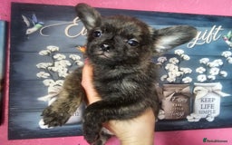 French Bulldog dogs for sale: Beautiful French Bulldogs  - Image 1