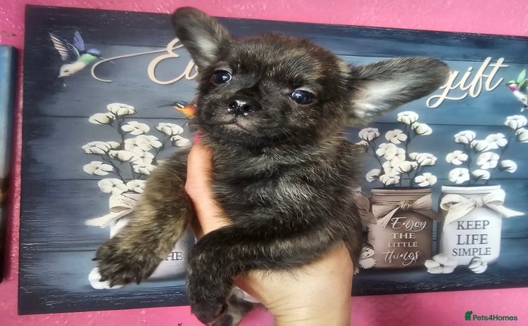 French Bulldog dogs for sale - Advert 1