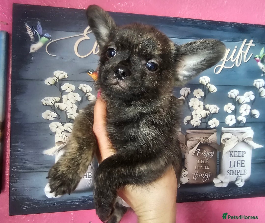 French Bulldog dogs for sale: Beautiful French Bulldogs  - Image 1