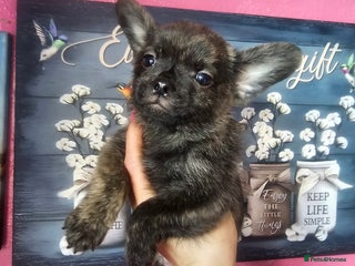 French Bulldog dogs - Advert 4