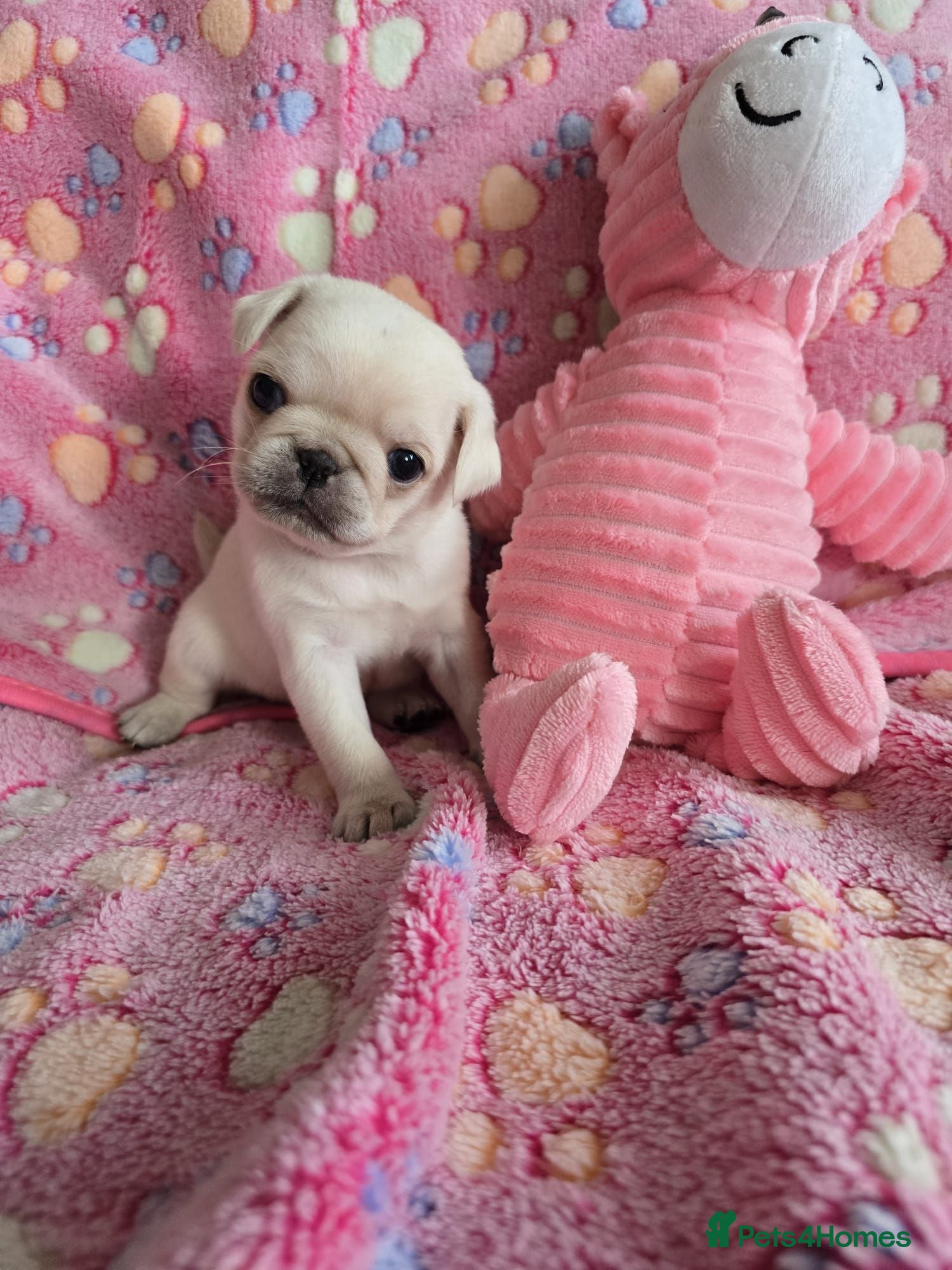 Pug dogs  1 PUG PUPPY remains! K. C. registered. - Advert 2