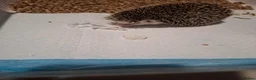 Pygmy Hedgehog rodents for sale: Africsn pygmy hedgehog in Edenbridge - Advert 5