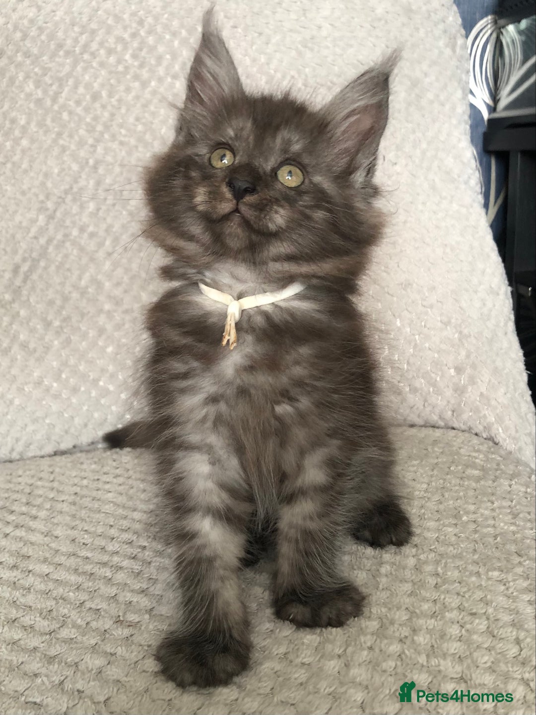 Maine Coon cats for sale: MaineCoon Kittens Black Smoke 1 Boy & 2 Girls - Image 35