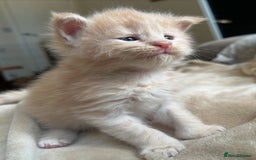 Maine Coon cats for sale: Beautiful big cream boys - Image 12