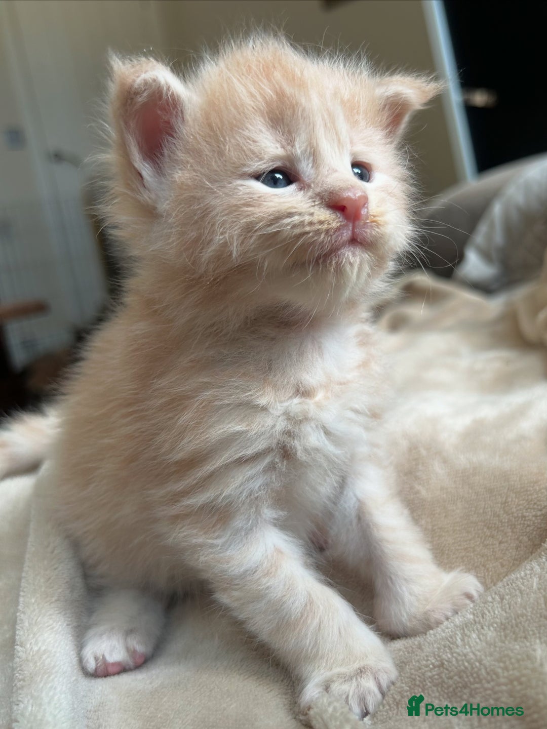 Maine Coon cats for sale: Beautiful big cream boys - Image 12