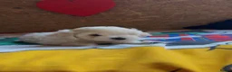 Bichon Frise dogs for sale: Beautiful Bichon Frise Puppies – 3 Boys & 3 Girls - Advert 9