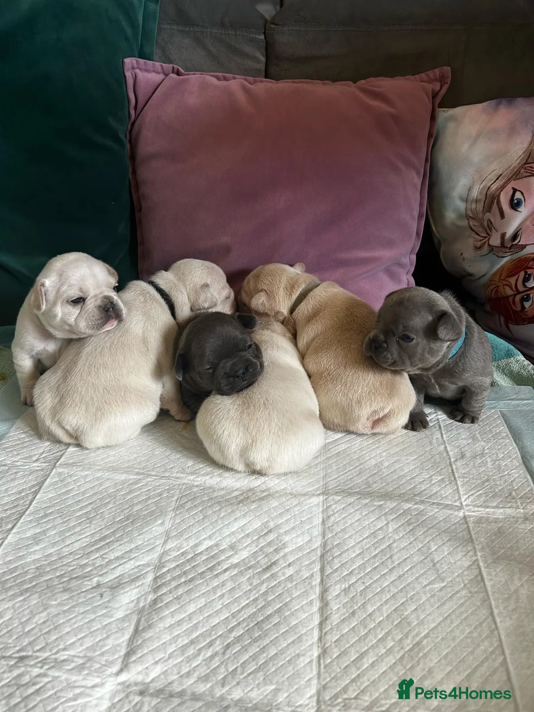 French Bulldog dogs for stud: 🌟🔥LILAC PLATINUM KC REG FRENCH BULLDOG STUD🔥🌟 in Uxbridge - Advert 30