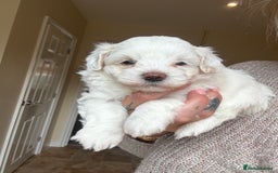 Maltipoo dogs for sale: Maltipoo - Image 1