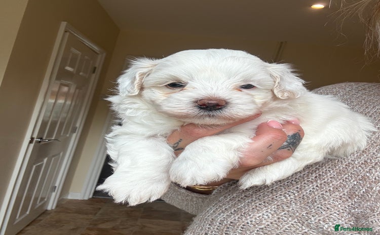 Maltipoo dogs - Advert 1