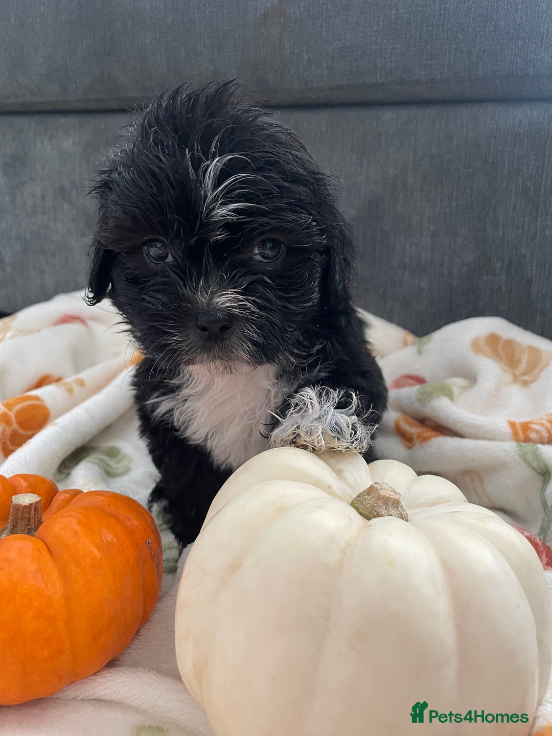 Mixed Breed dogs for sale: Maltese cross La Chon puppies  - Image 19