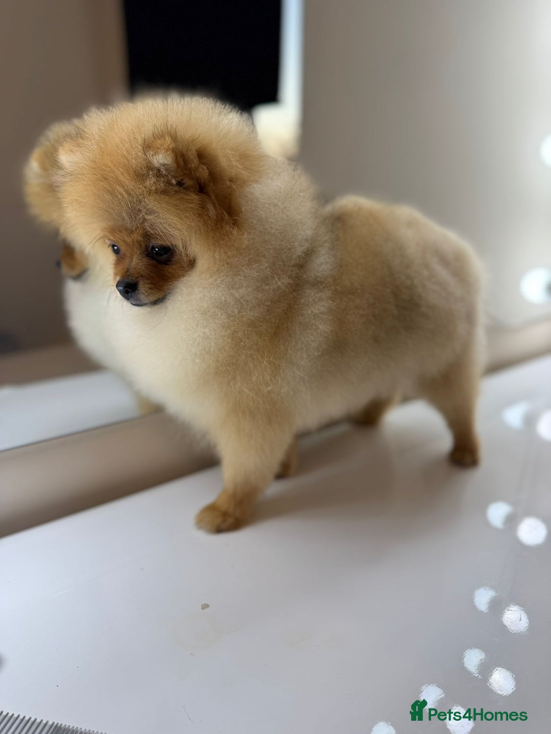 Pomeranian dogs for sale: Pomeranian boy - Image 7