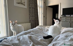Mixed Breed cats for adoption: ARES BOY - FIONA MIX TURKISH ANGORA GIRL BONDED  - Advert 5