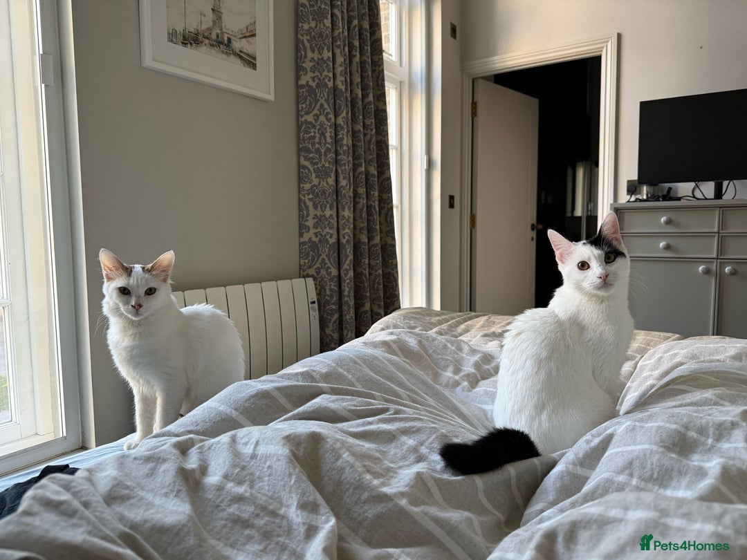 Mixed Breed cats for adoption: ARES BOY - FIONA MIX TURKISH ANGORA GIRL BONDED  - Advert 5