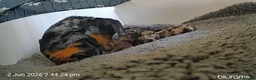 Dachshund dogs for sale: Litter of 5 stunning dachshund pups - Advert 3