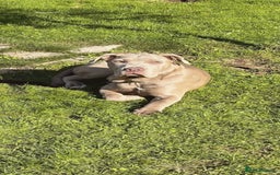 Mastiff dogs for sale: Neapolitan Mix - Image 2