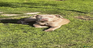 Mastiff dogs - Advert 5