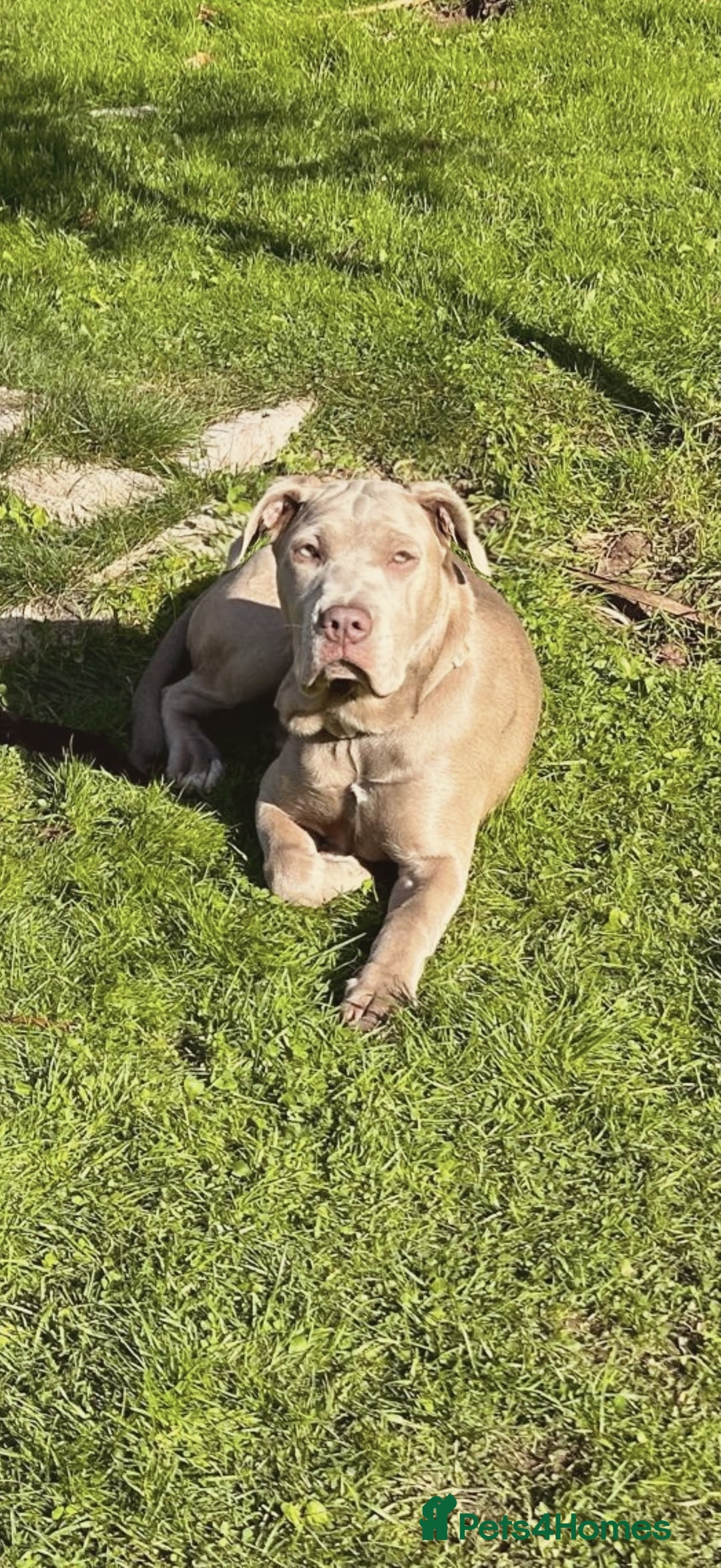 Mastiff dogs for sale: Neapolitan Mix - Image 2