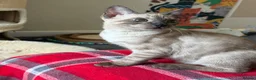 Bengal cats for sale: Seal Solid Silver Mink Bengals ❤️ - Advert 26