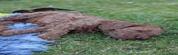 Cavapoo dogs for sale: Cavapoo Puppies Born to Steal Hearts - Advert 11