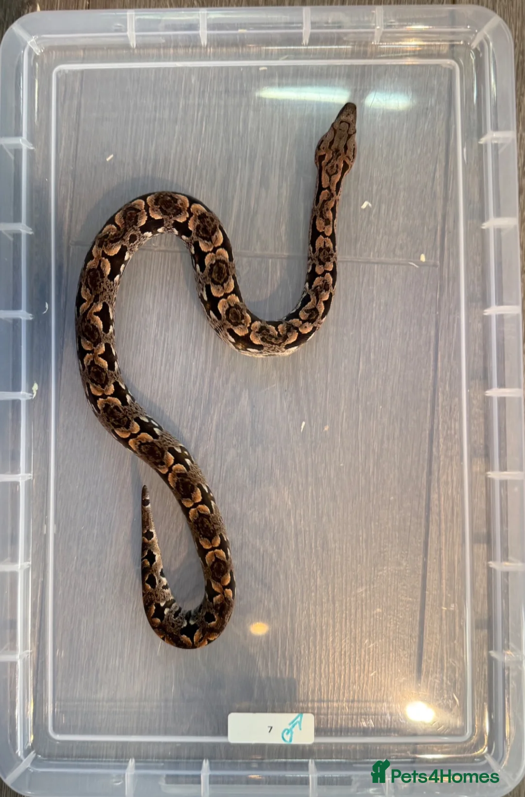 Boa Snake reptiles for sale: Dumeril Boas - Advert 7