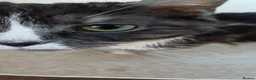 Domestic Shorthair cats for sale: Female 5 year old cat looking for loving home - Advert 5