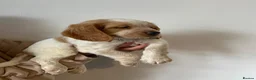 Cocker Spaniel dogs for sale: Working cocker spaniel puppies  - Advert 33