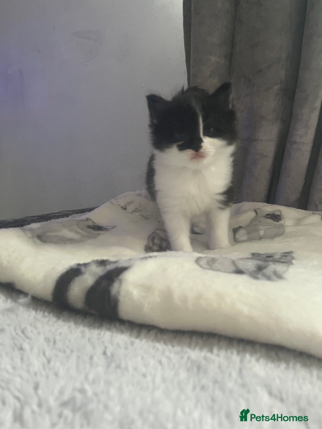 Mixed Breed cats for sale: 2 kittens left from litter of 4 - Advert 2