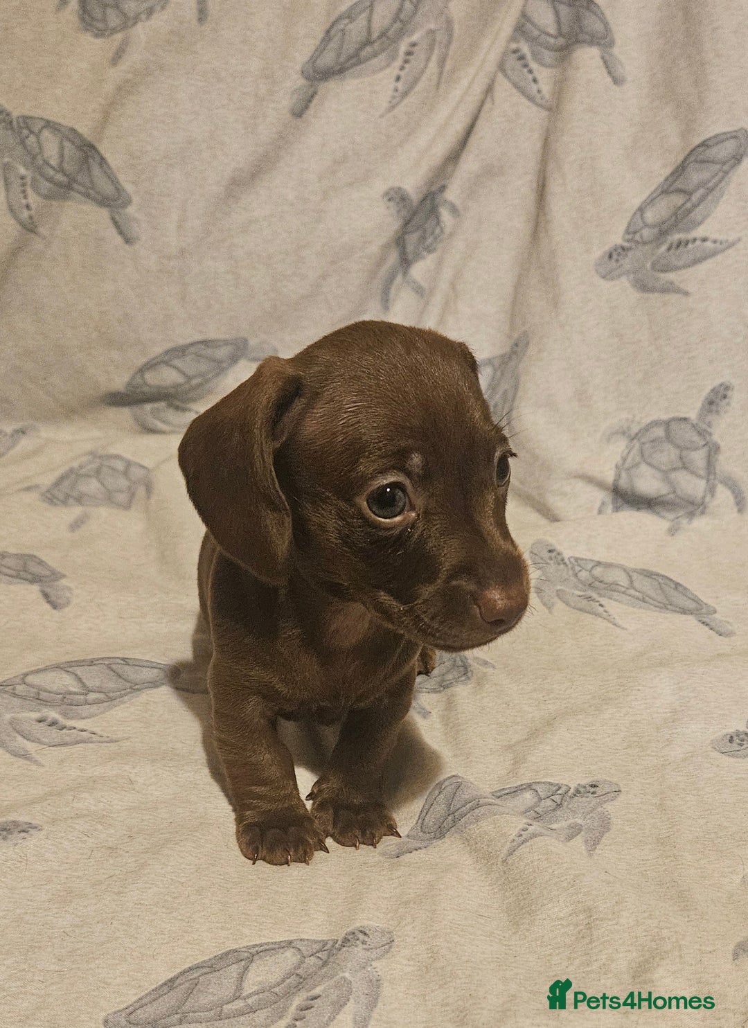 Miniature Dachshund dogs for sale: Adorable miniature dachshund girls - Advert 10