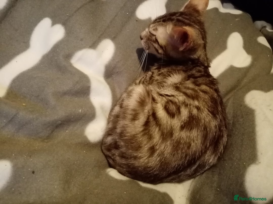 Mixed Breed cats for sale: Cute and Playful Kittens - Advert 19