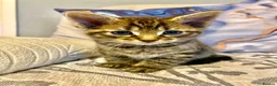 Mixed Breed cats for sale: 6 very sweet Kitties - Advert 11