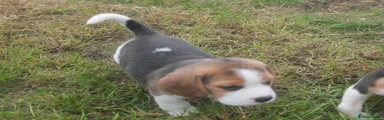 Beagle 5