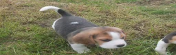 Beagle dogs for sale: BEAUTIFUL ROYAL KENNEL CLUB REG BEAGLE PUPPIES - Advert 9