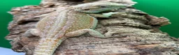 Bearded Dragon reptiles for sale: Zero bearded dragons and others  - Advert 7