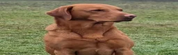 Labrador Retriever dogs for sale: DARK FOX RED KC LAB PUPS HEALTH TESTED 5* BREEDER - Advert 3