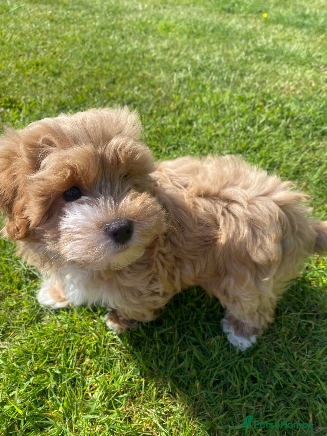 Maltipoo dogs for sale: All puppy’s now sold - Advert 2