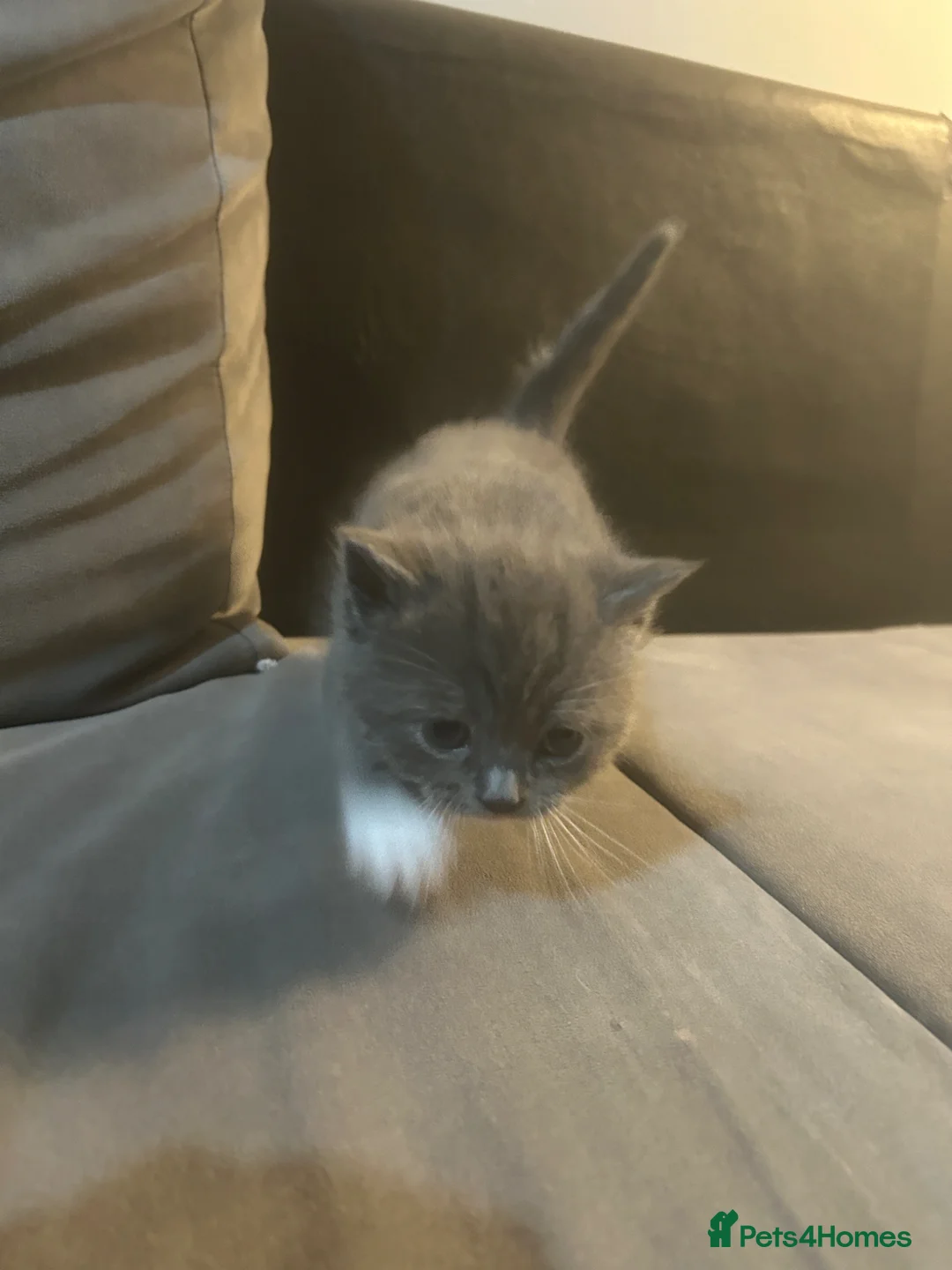 Mixed Breed cats for sale: ✨ British Shorthair x Persian Kittens 2boy 2girl ✨ in Nuneaton - Advert 2