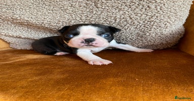Boston Terrier dogs - Advert 4