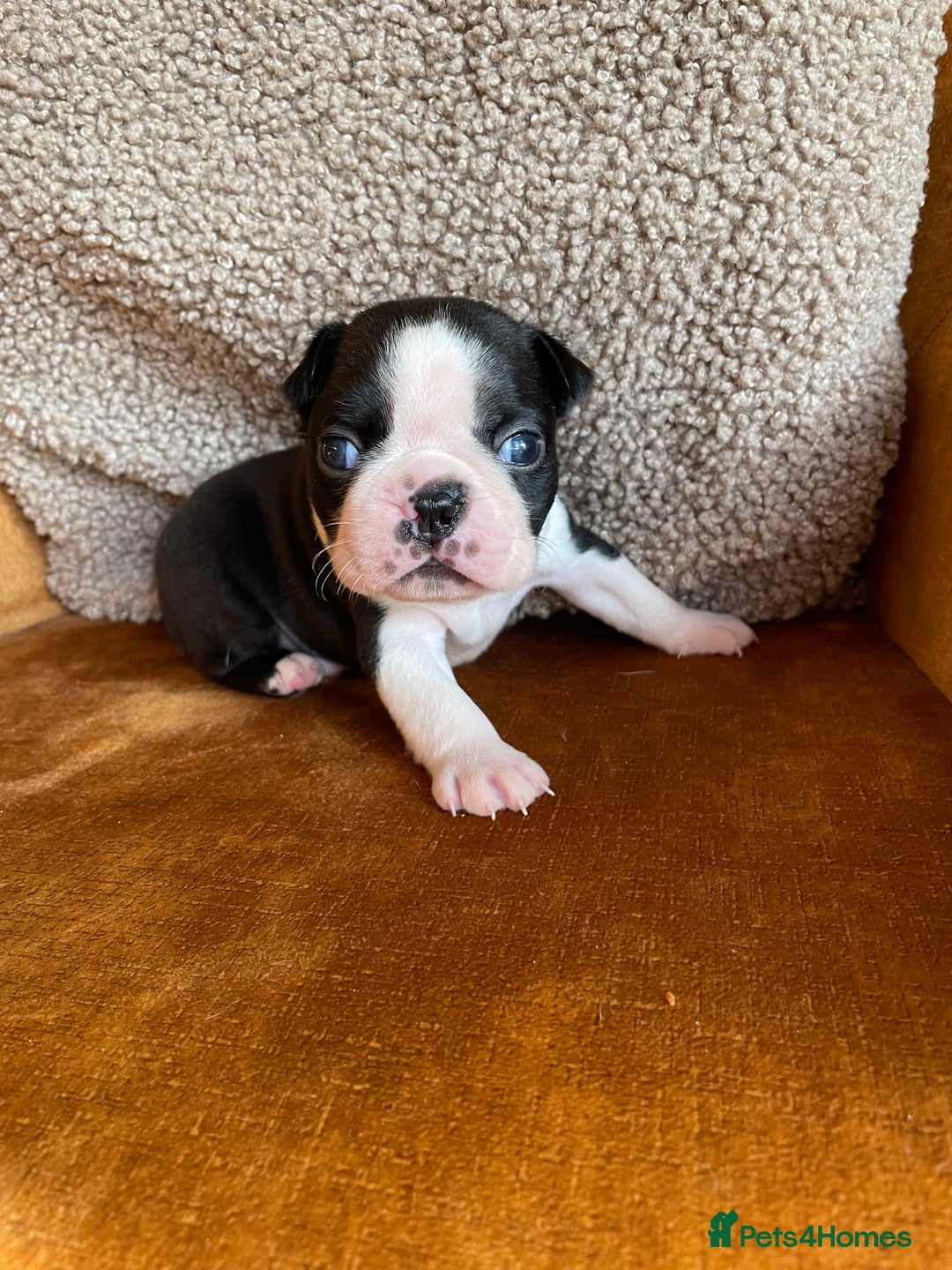 Boston Terrier dogs for sale: 🐾 Adorable Wildax Puppies! 🐾 - Image 3